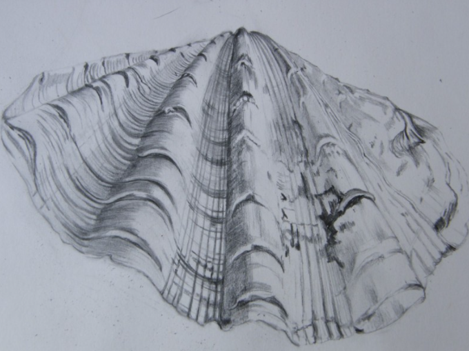 Scallop shell, graphite drawing