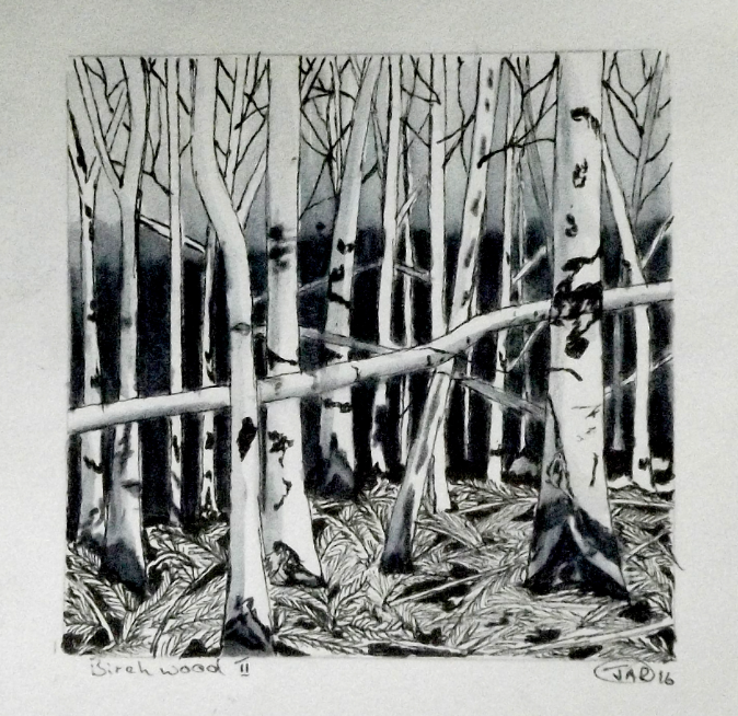 Birchwood ll ink and watercolour