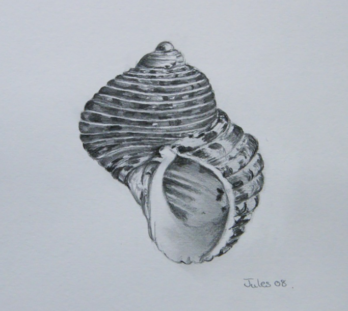 Shell, graphite drawing SOLD