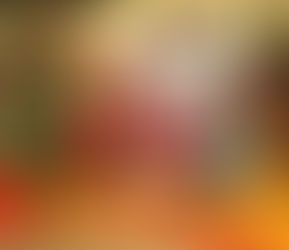 Experience the Magic of Merry Farm Media Day!