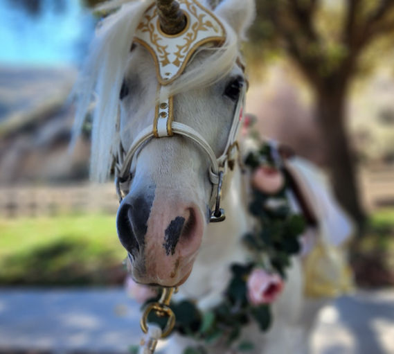 Tinkerbell the White Unicorn Pony in Los Angeles at a birthday party wearing a pink pastels with gold costume.