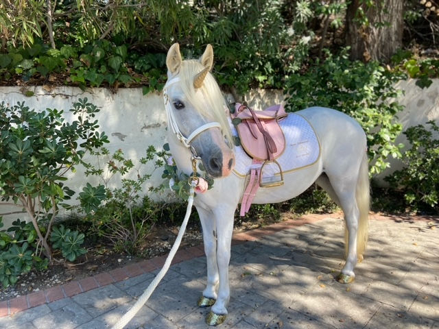 White unicorn pony for party wearing pink in Los Angeles, California