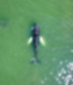 KOECK_Humpback whale 9.2.2024 final.jpg