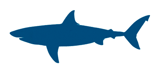 White-Shark-Study-3.gif