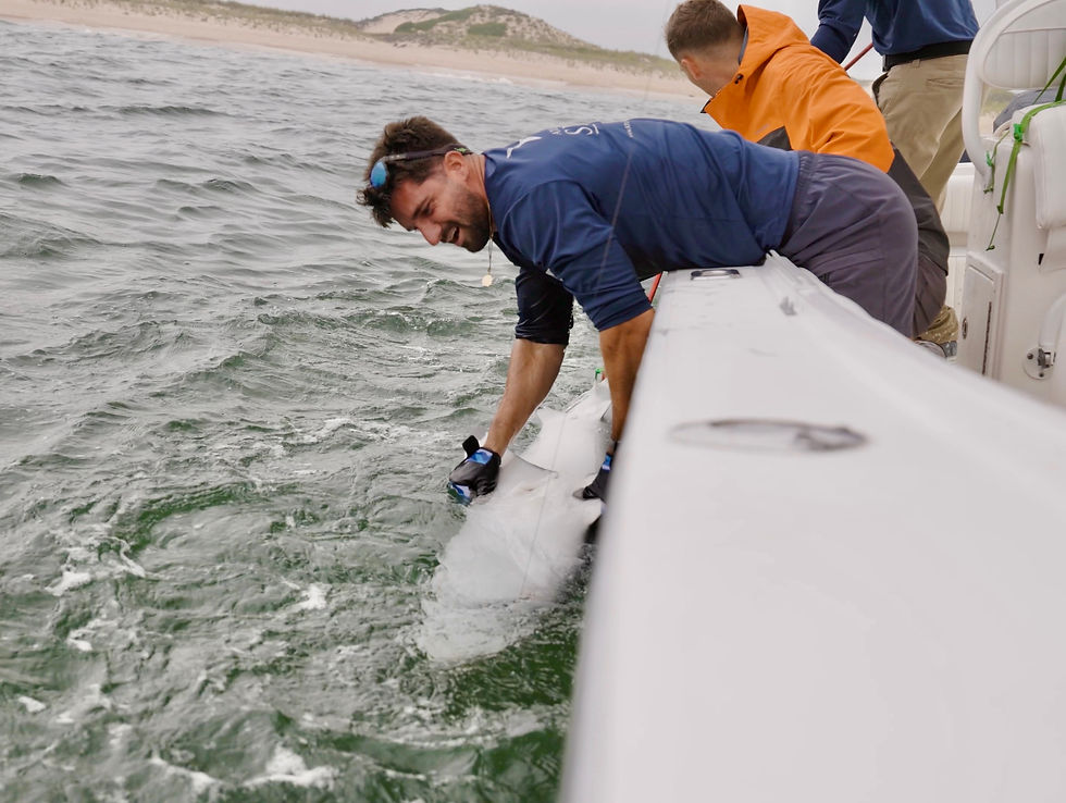 Jake Berreta carefully handles a spinner shark, getting ready to tag. When sharks are turned upside down, they enter tonic immobility, a dormant / sleep-like state.