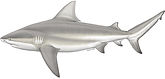 Carcharhinus leucas lateral female.jpg