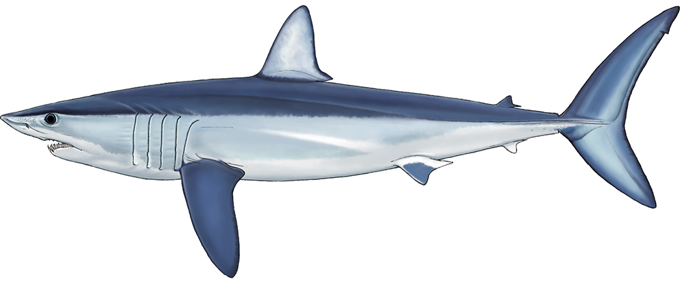Shark Research Projects