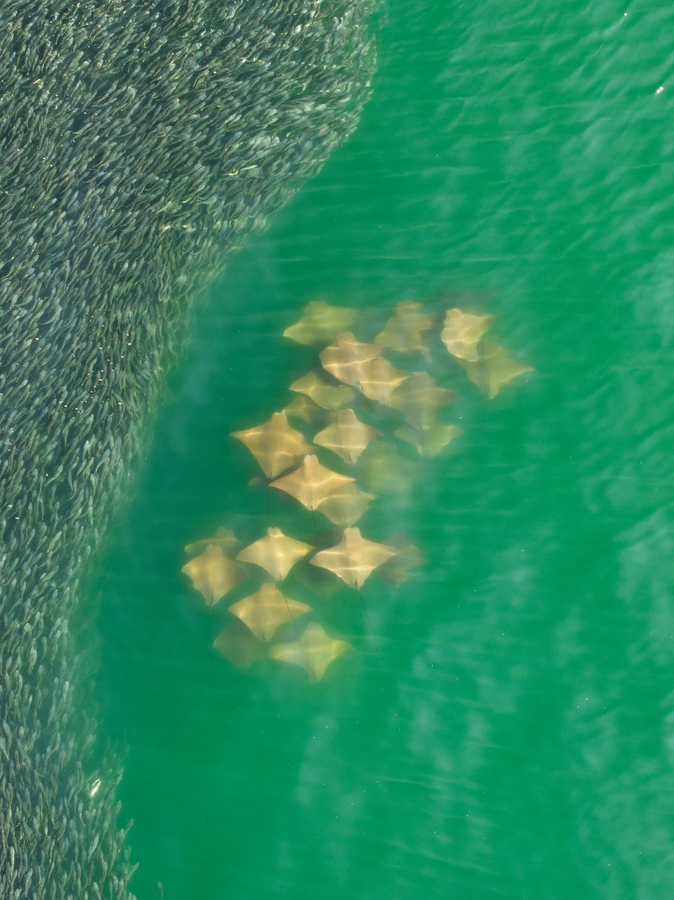 Sutton Lynch Cownosed rays.jpg