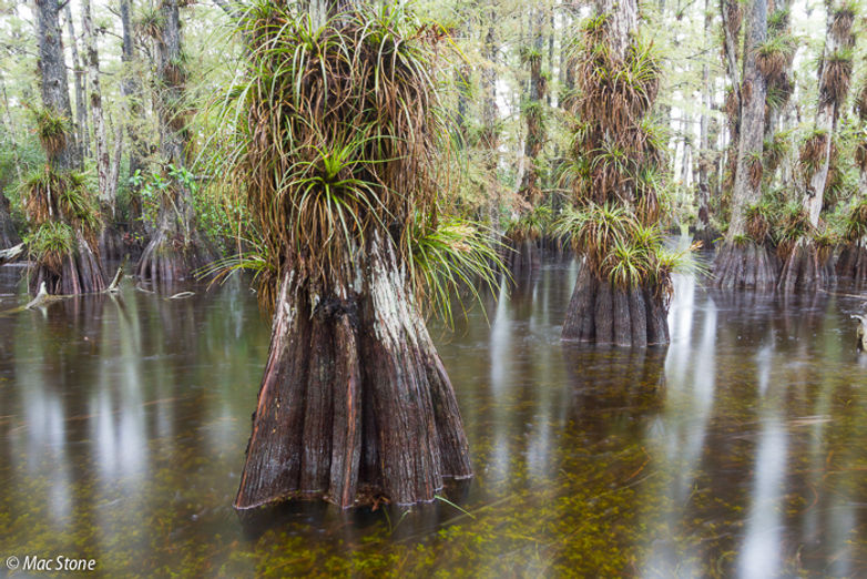 MacStone_Florida_Everglades-2930.jpg