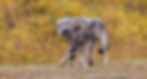 KOECK_Gray wolf fall colors_0002-DeNoiseAI-standard.jpg