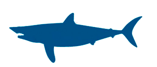 Mako-Shark-Study-2.gif