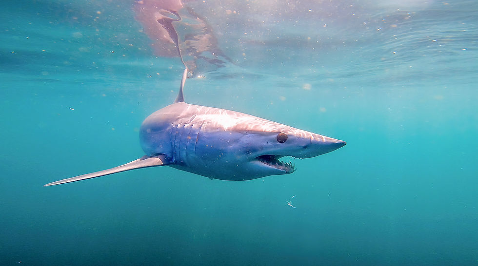 KOECK_Mako shark_2-gigapixel-low_res-scale-2_00x