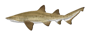 Dando_Sandtiger shark.png