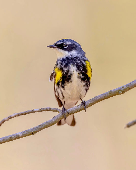 KOECK_Yellow rumped warbler (instagram version)_0001.jpg