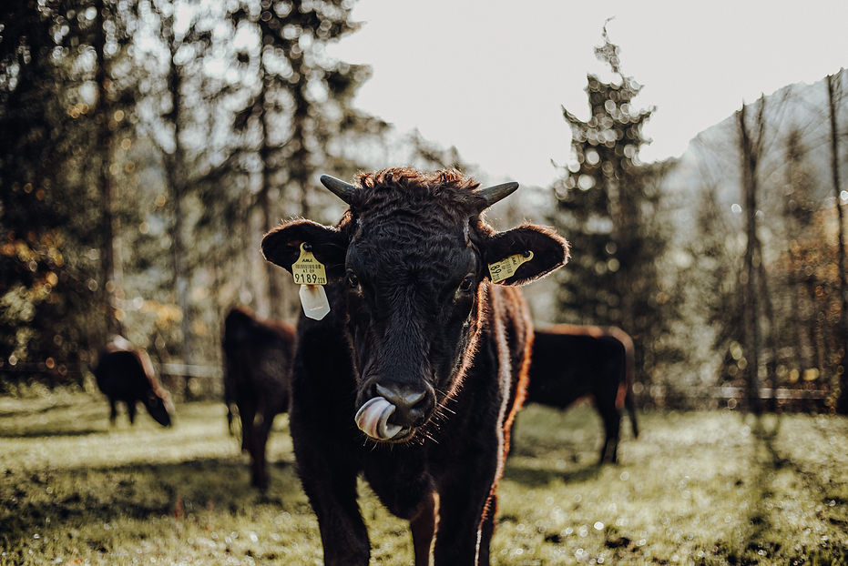 Wagyu-Rinder (492 von 931).jpg