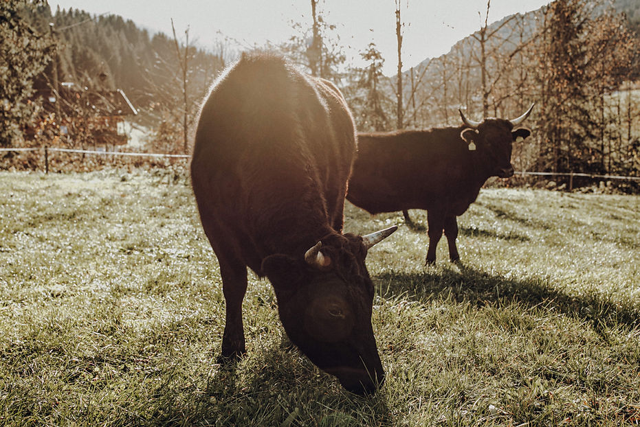 Fleisch Sinn Wagyu-Rinder