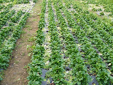 plantation de mâche