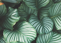 Folhas verdes