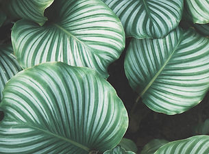 Green Leaves
