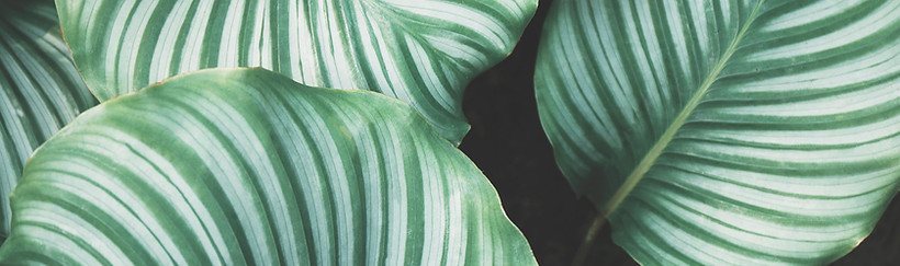 Green Leaves