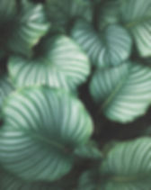 Feuilles vertes