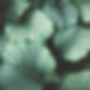 Green Leaves