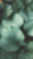Green Leaves