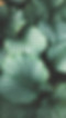 Green Leaves
