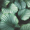Feuilles vertes