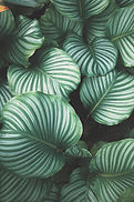 Green tropical leaf pattern