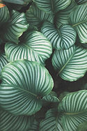 Green tropical leaf pattern