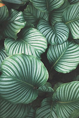 Green Leaves