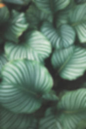 Green Leaves