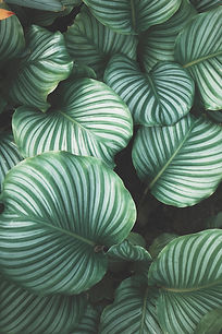 Green tropical leaf pattern