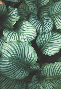 Green Leaves