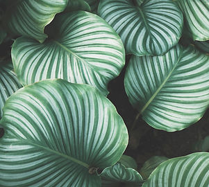 Green Leaves