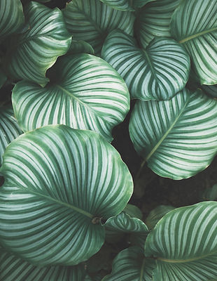 Green Leaves