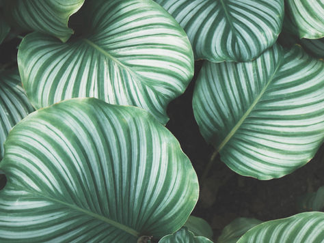 É seguro dormir num quarto com plantas?