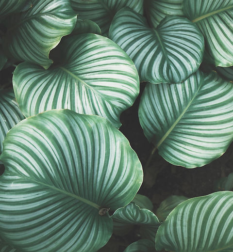 Green Leaves