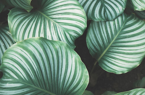 Green Leaves