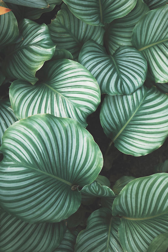 Green tropical leaf pattern