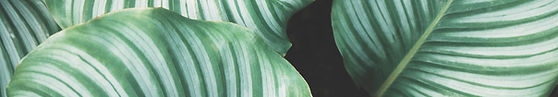 Feuilles vertes