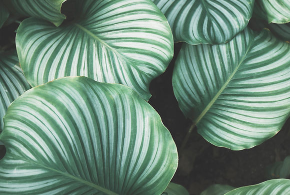 Green tropical leaf pattern