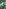 Green Leaves