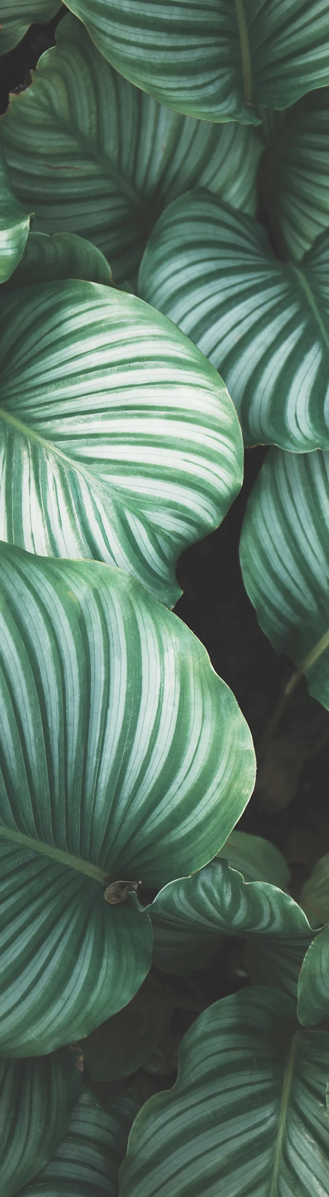 バリ島の花屋 Bali Florist バリ島ウェディング花 Wedding Bouquet バリ島フラワースクール Bungabali バリ島の花屋 Bali Florist バリ島ウェディング花 Wedding Bouquet バリ島フラワースクール Bungabali