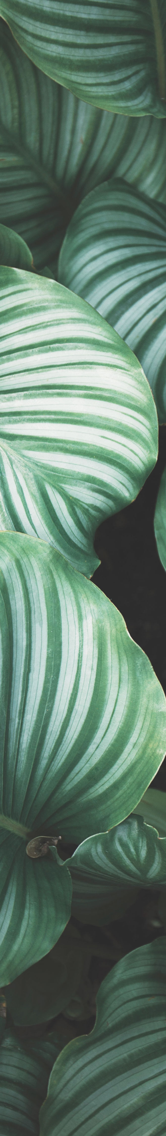 Green Leaves