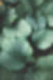 Green Leaves