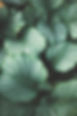 Green Leaves