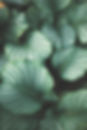Green Leaves
