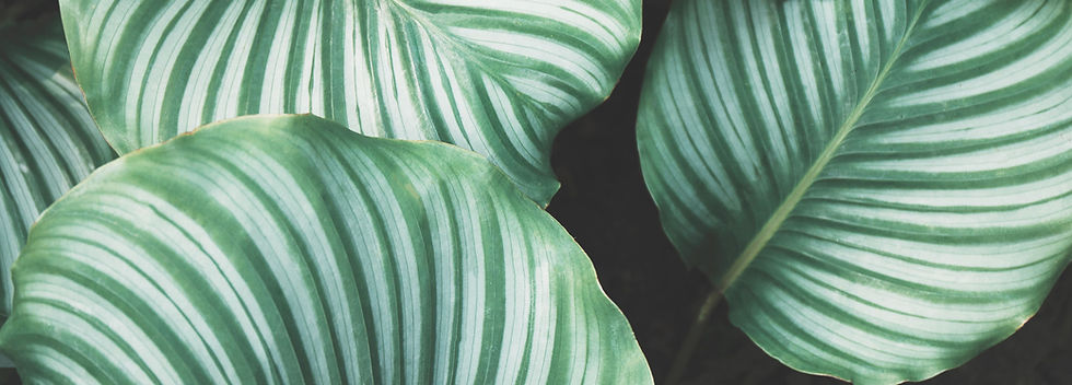Green Leaves